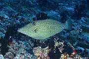 Aluteres scriptus Poisson lime gribouille-Maldives Villamendhoo-21m-20240424-da-DSC_6718_tn